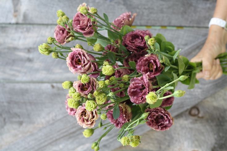 Lisianthus bunch