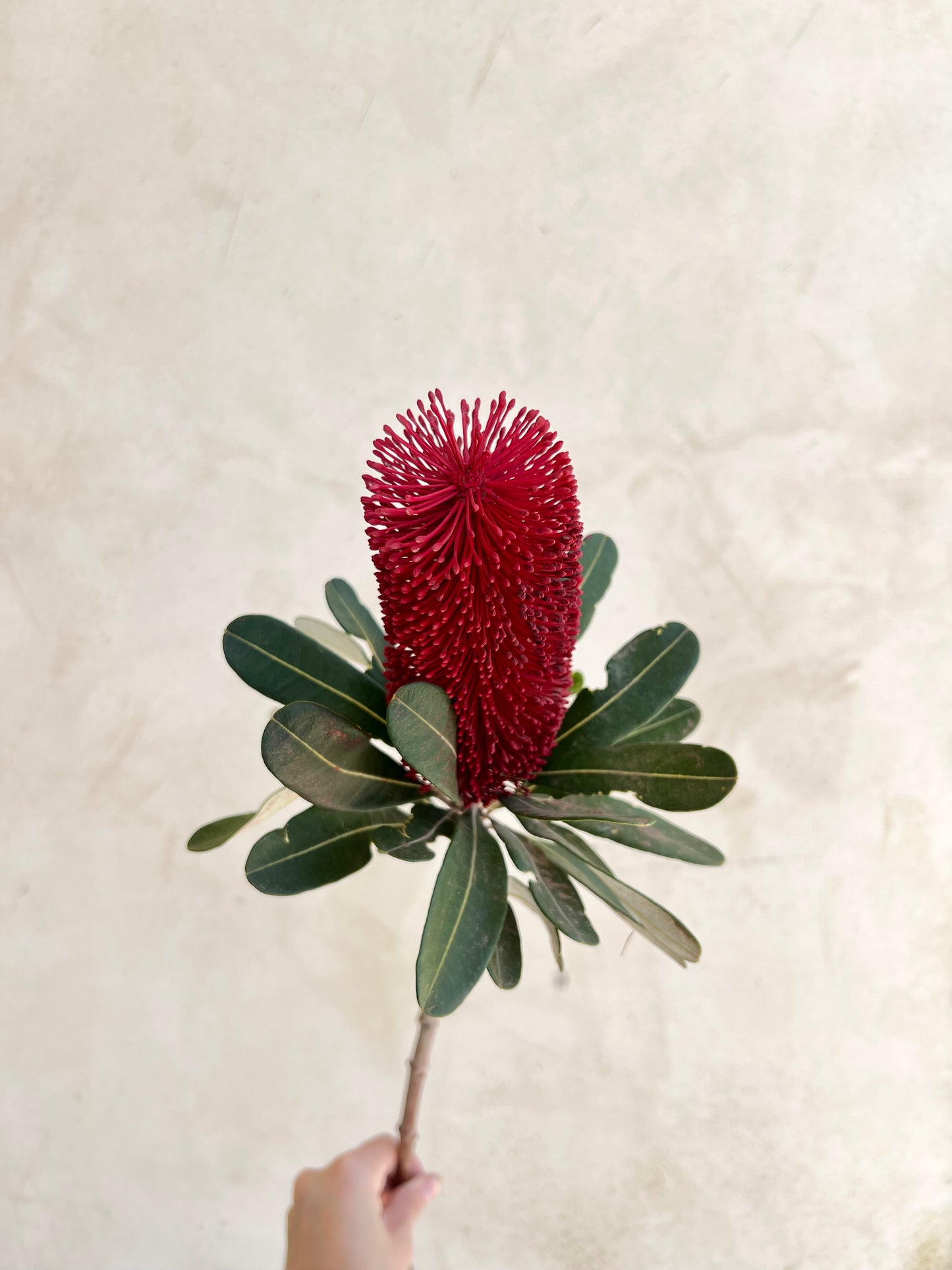 Red Protea per Stem
