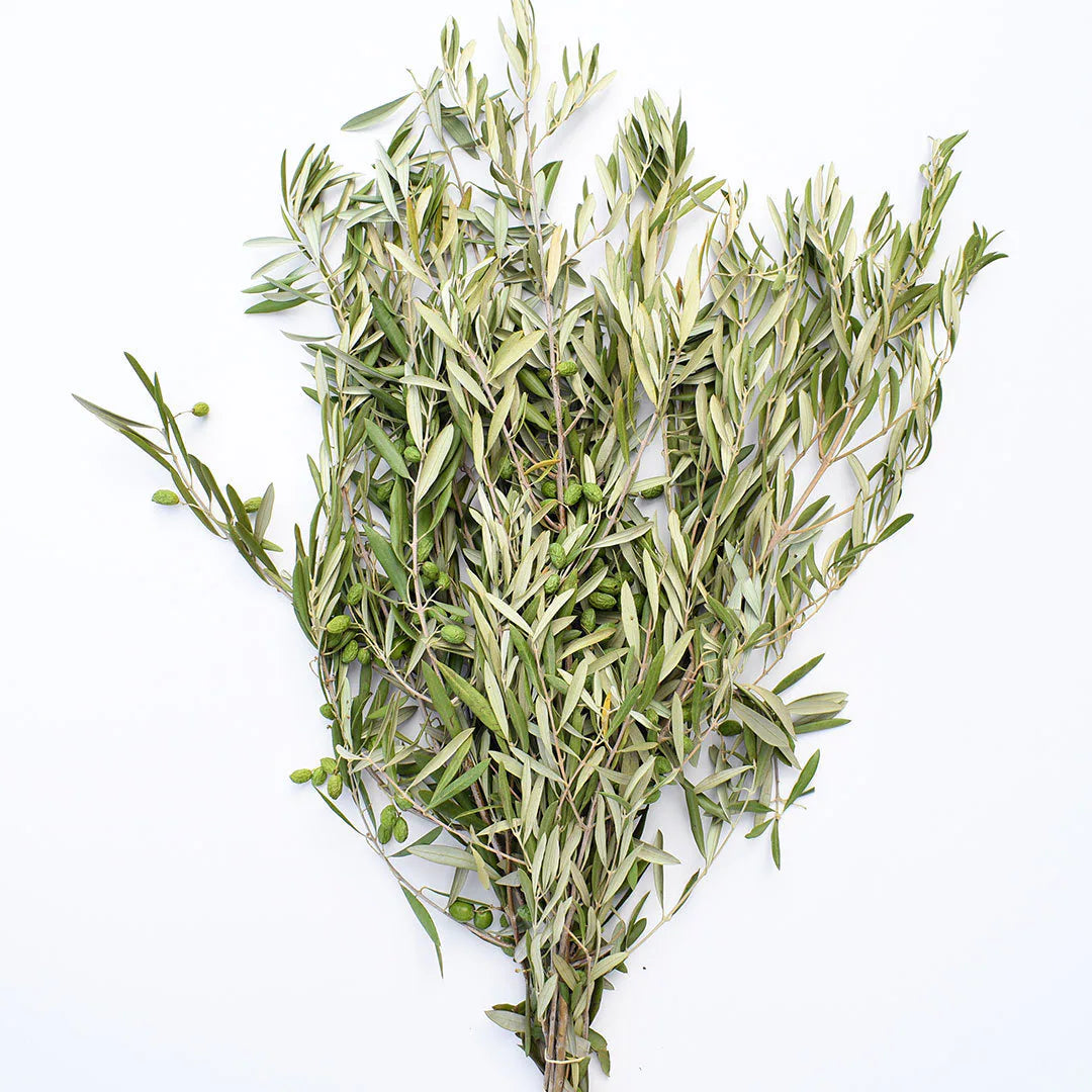 Olive Branches Short