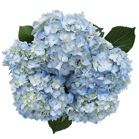 Hydrangea Bunch (5 stems)