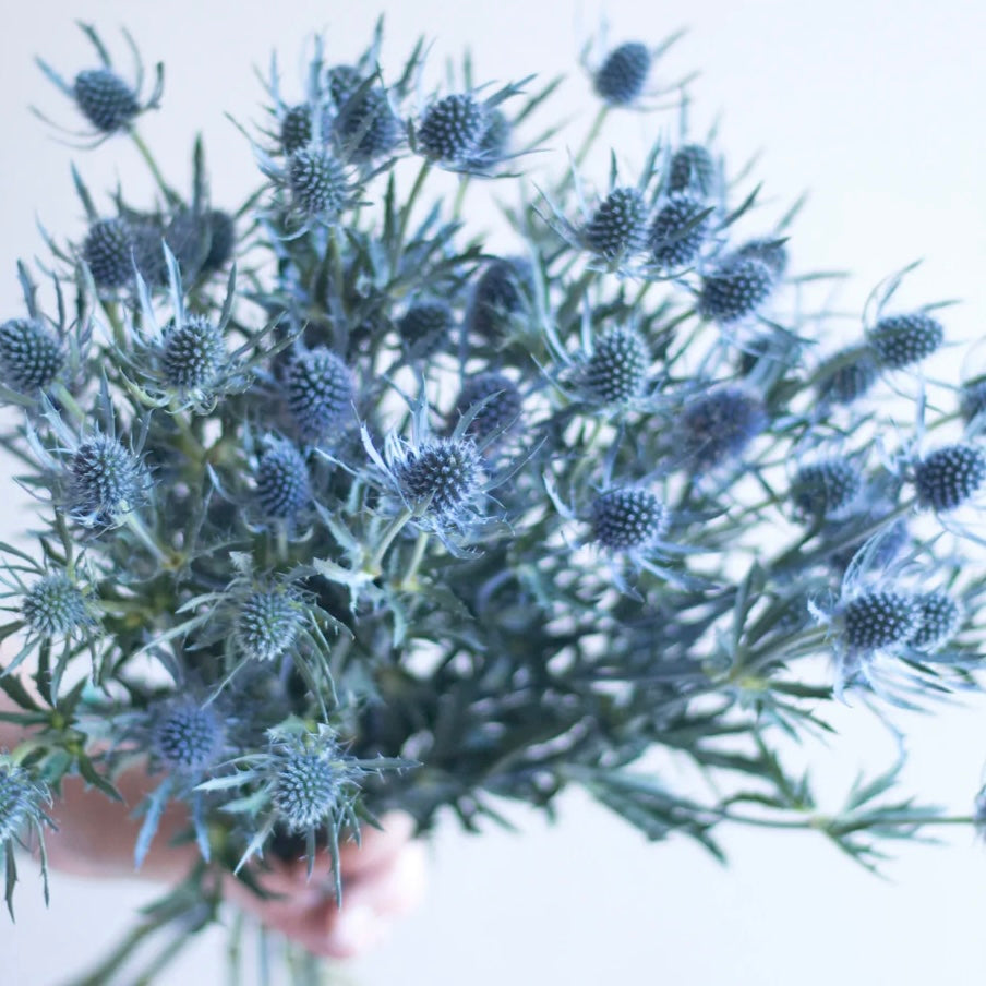 Sea Holly Blue Thistle