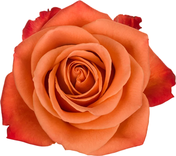 Orange Roses (25 stems)