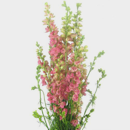 Larkspur Bunch