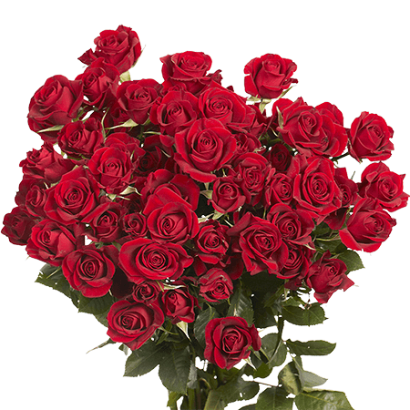 Spray Roses (10 stems)