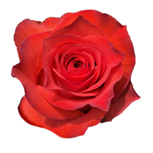 Red Roses (25 Stems)