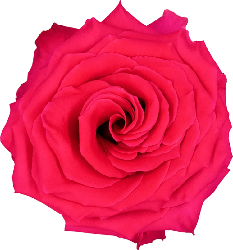 Hot Pink Roses (25 stems)
