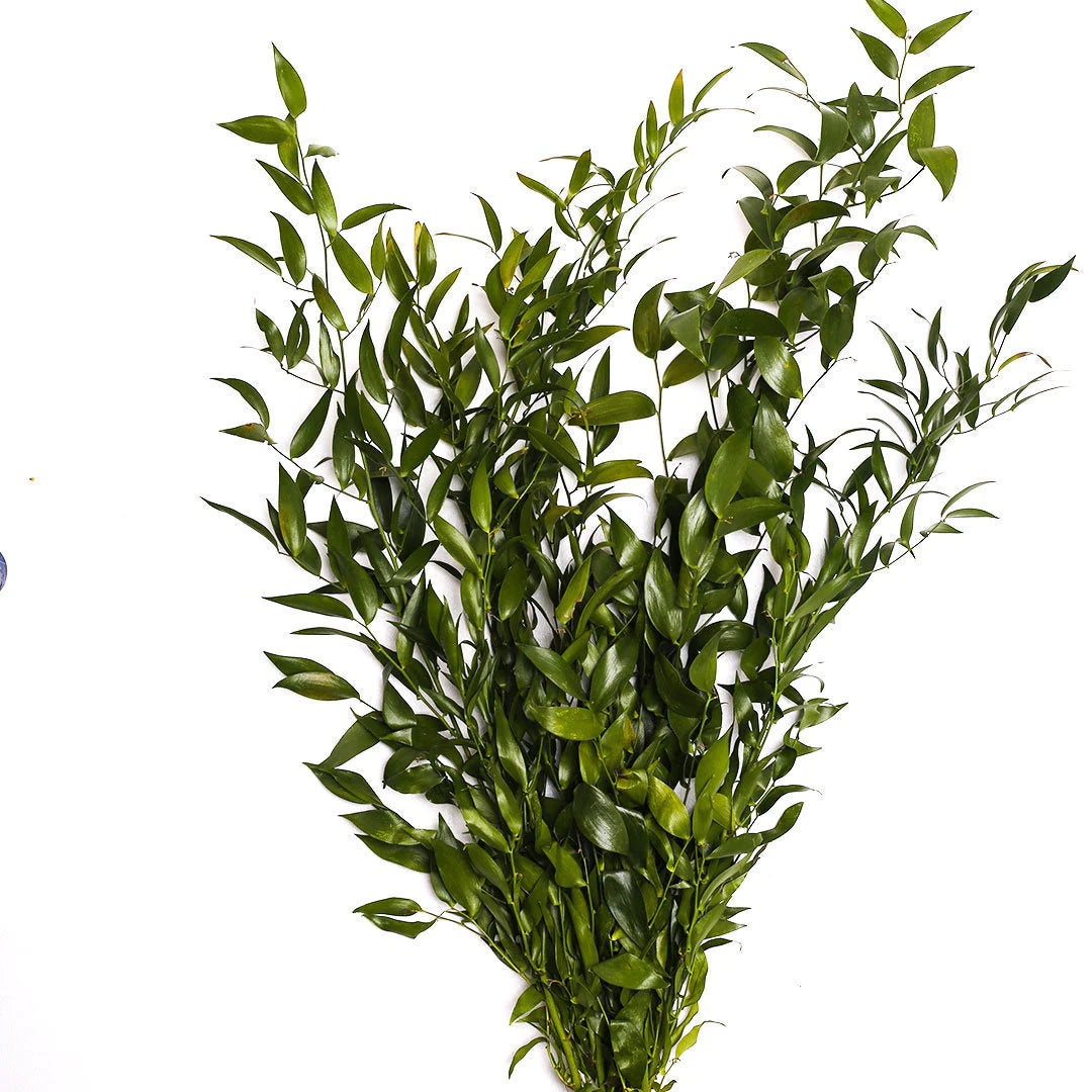 Dried Italian Ruscus White