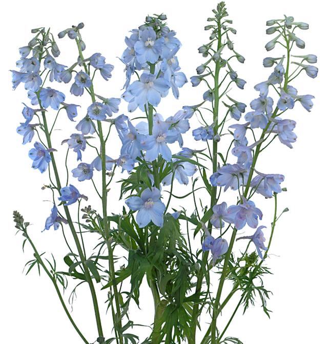 Delphinium bunch