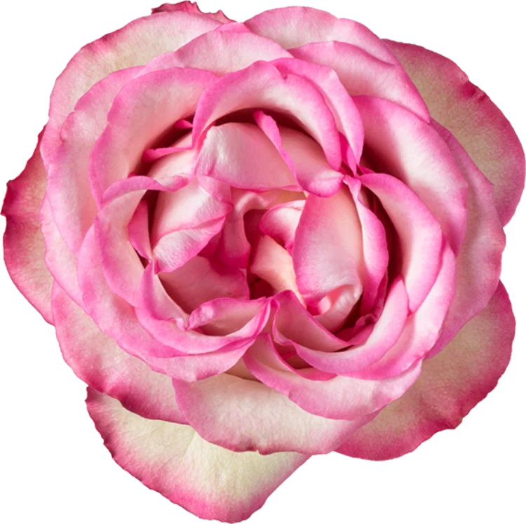 Medium Pink Roses (25 Stems)