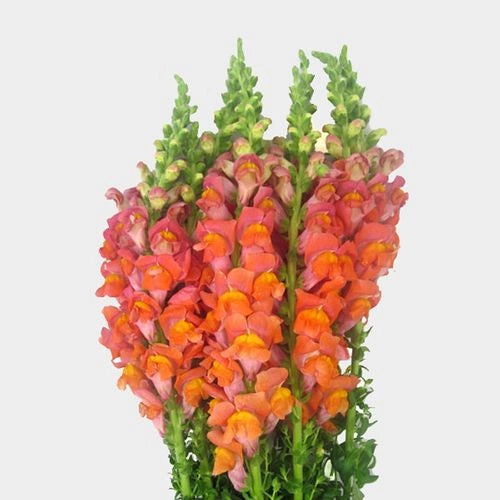 Snapdragon (10 Stems)