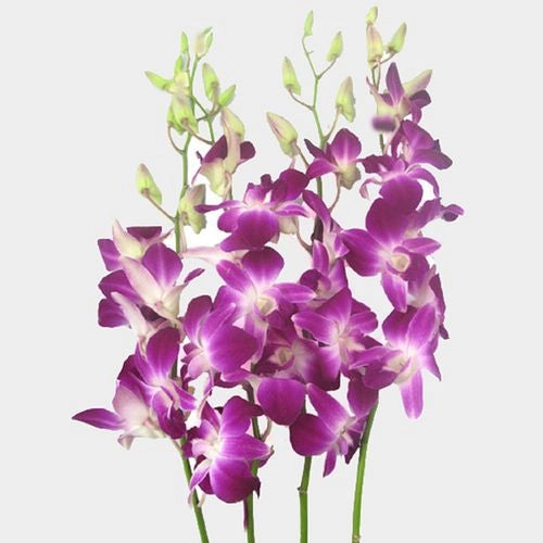 Dendrobium Orchid Bunch