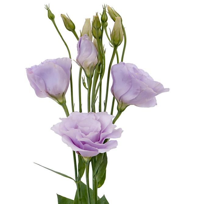 Lisianthus bunch