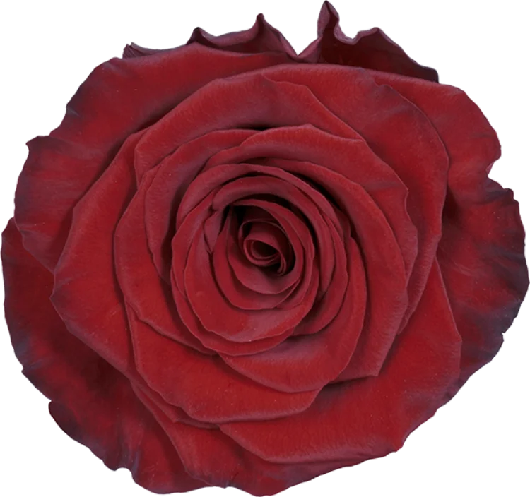 Red Roses (25 Stems)