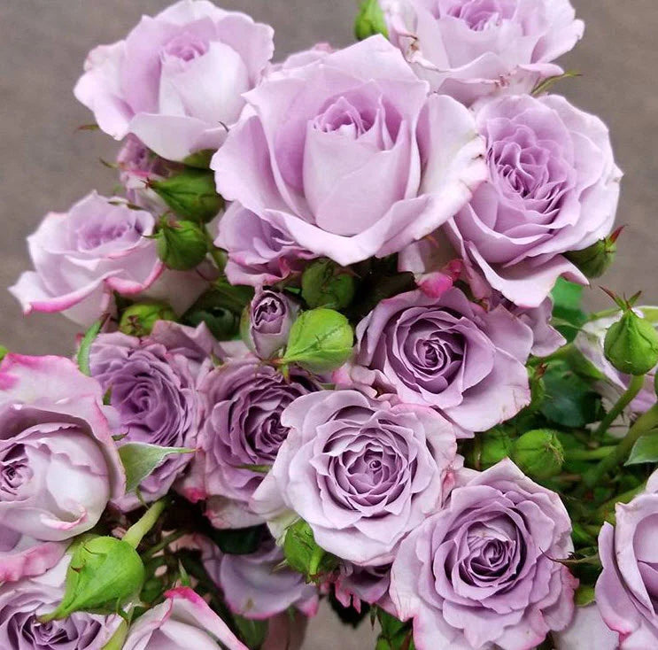 Spray Roses (10 stems)