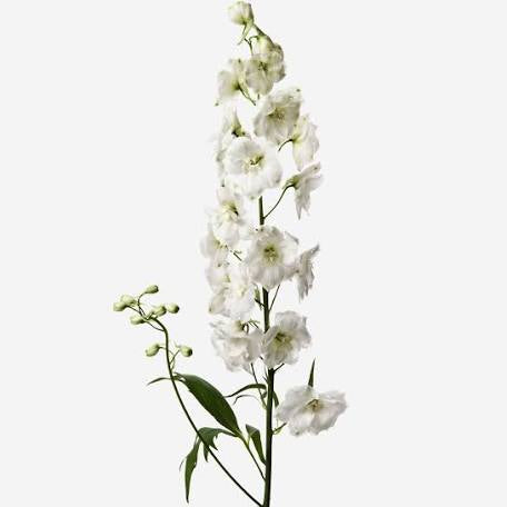 Delphinium bunch
