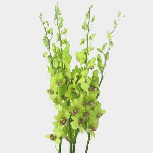 Dendrobium Orchid Bunch