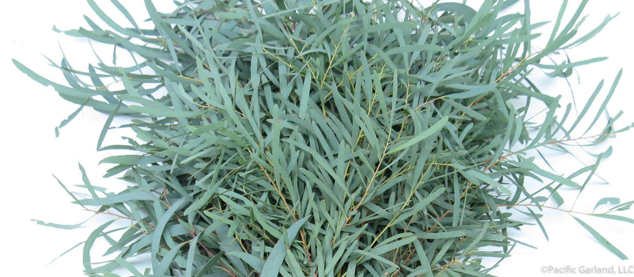 Eucalyptus bunch