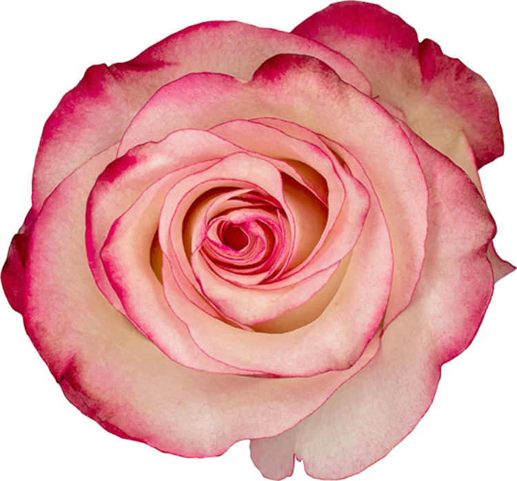 Medium Pink Roses (25 Stems)