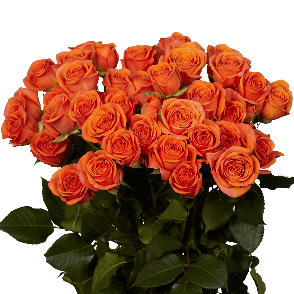 Spray Roses (10 stems)