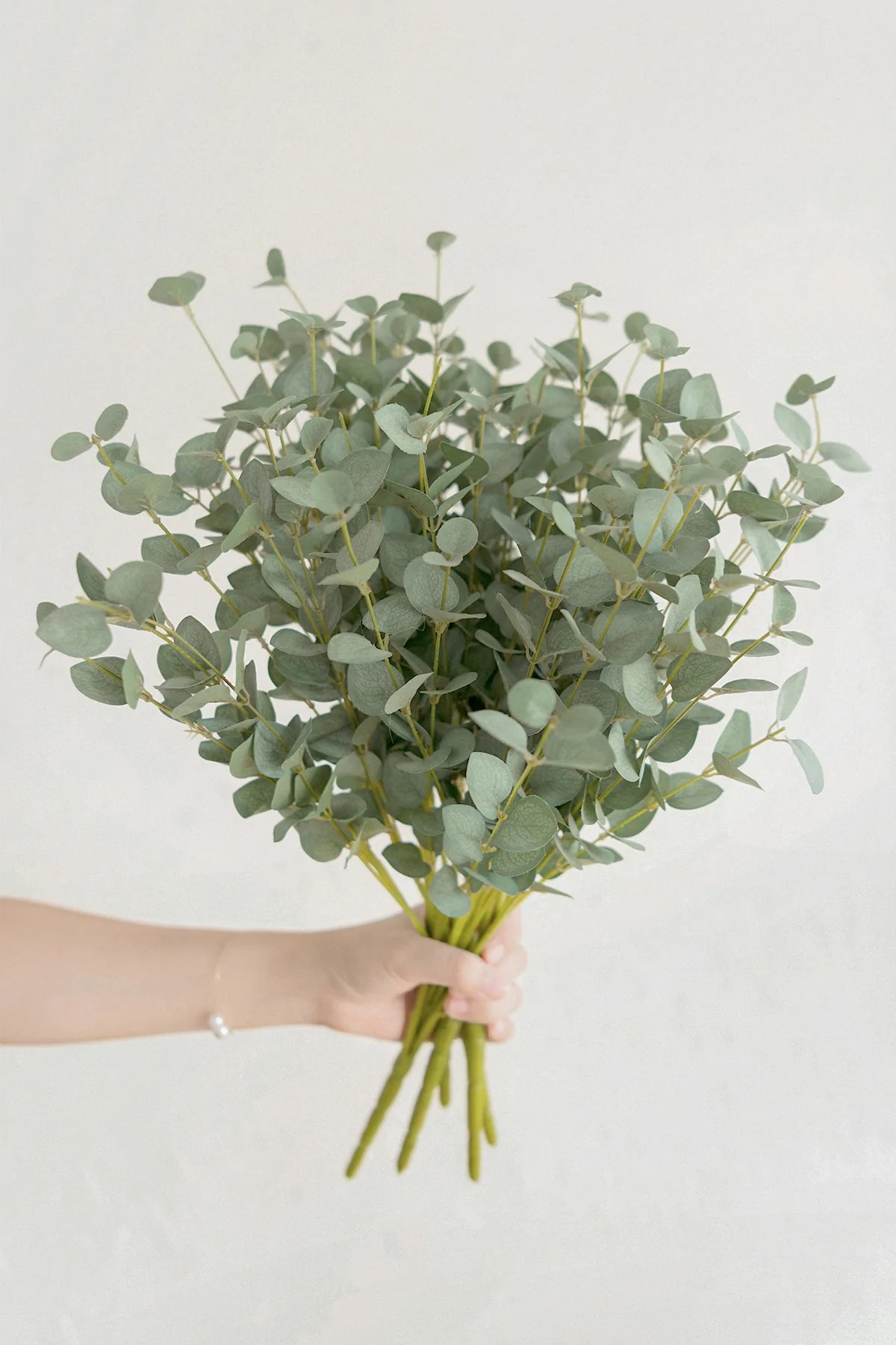 Eucalyptus bunch