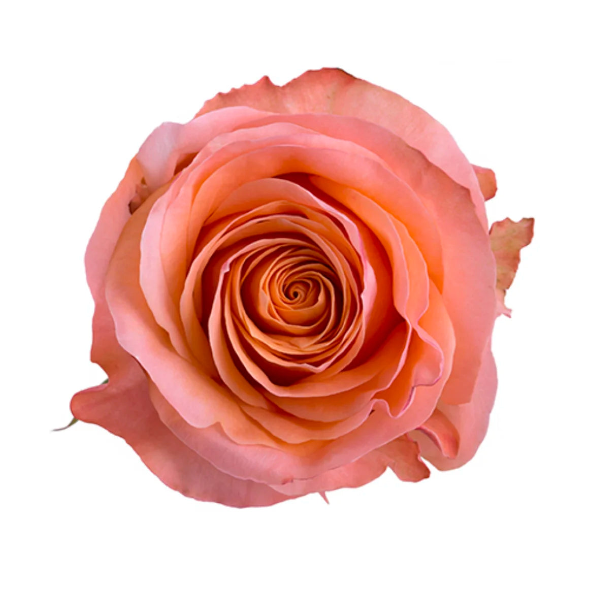 Orange Roses (25 stems)