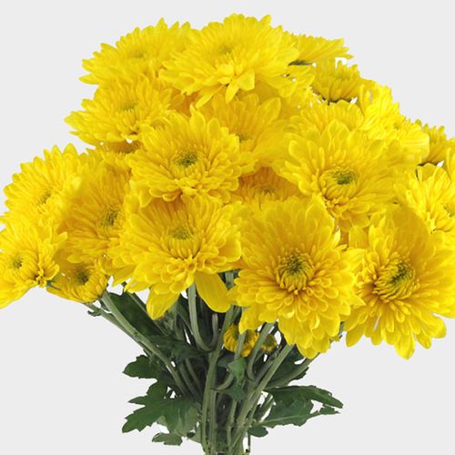 Cushion Pom Bunch