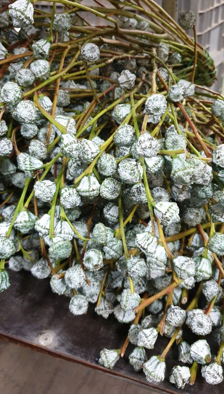 Eucalyptus Specialty Bunch