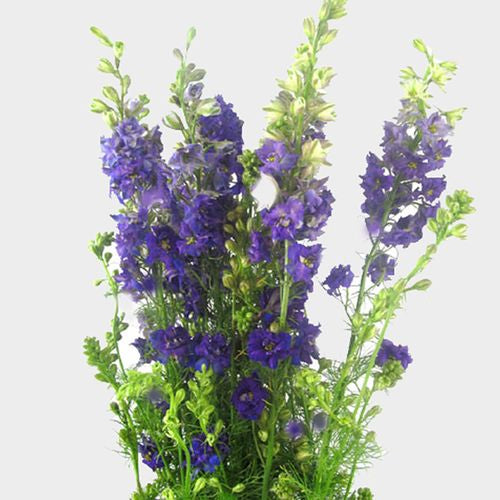 Larkspur Bunch