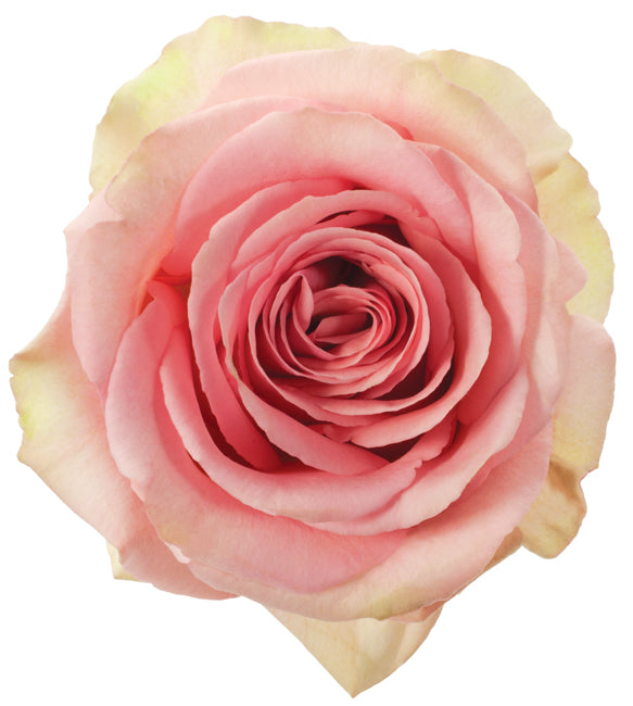 Medium Pink Roses (25 Stems)