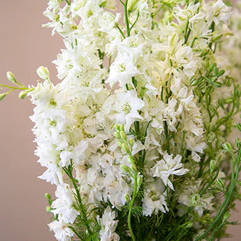 Larkspur Bunch