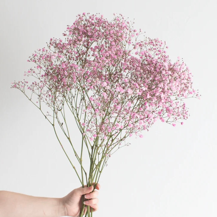 Babies Breath Bunch
