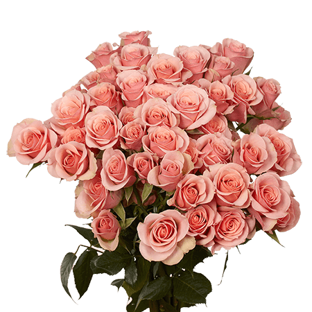 Spray Roses (10 stems)