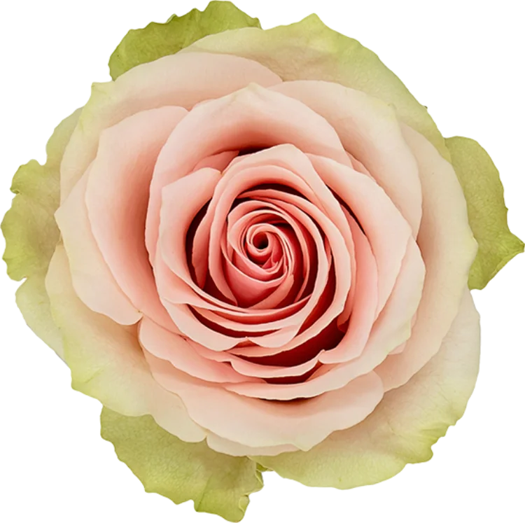 Light Pink Roses (25 Stems)