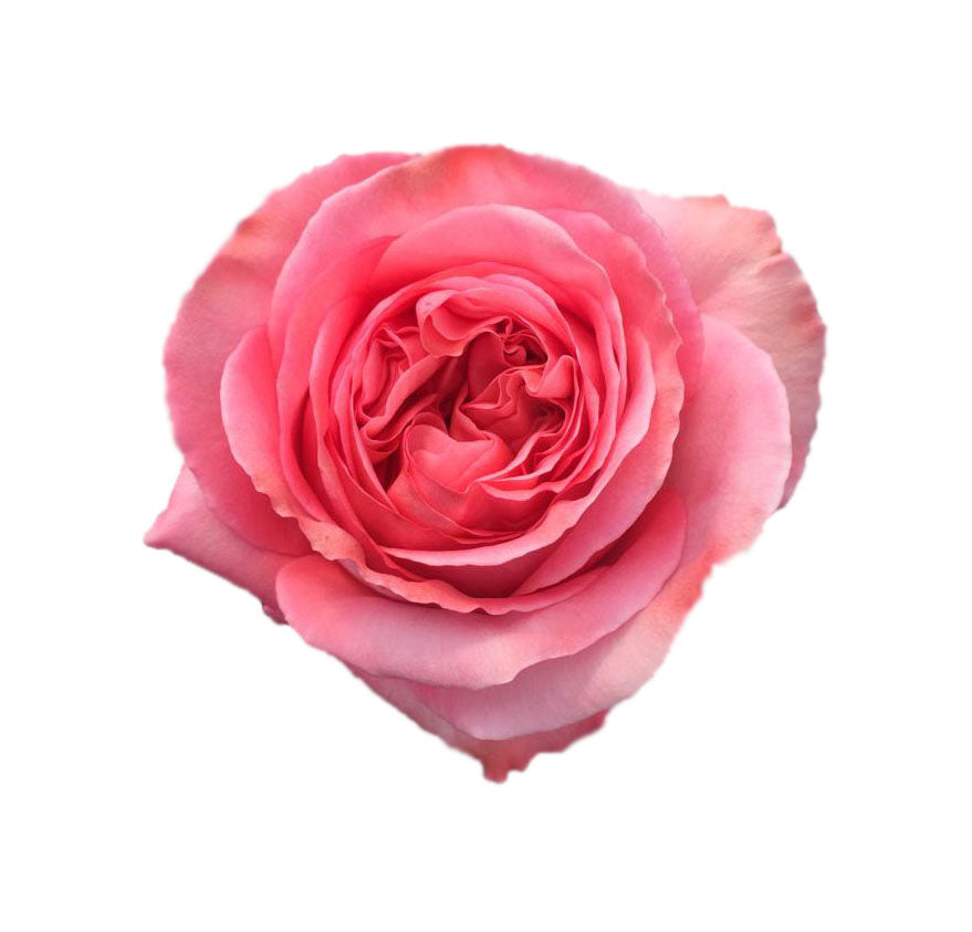 Hot Pink Roses (25 stems)