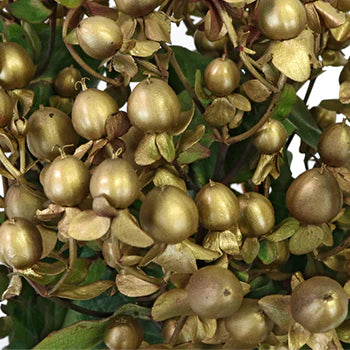 Hypericum Berries (10 Stems)