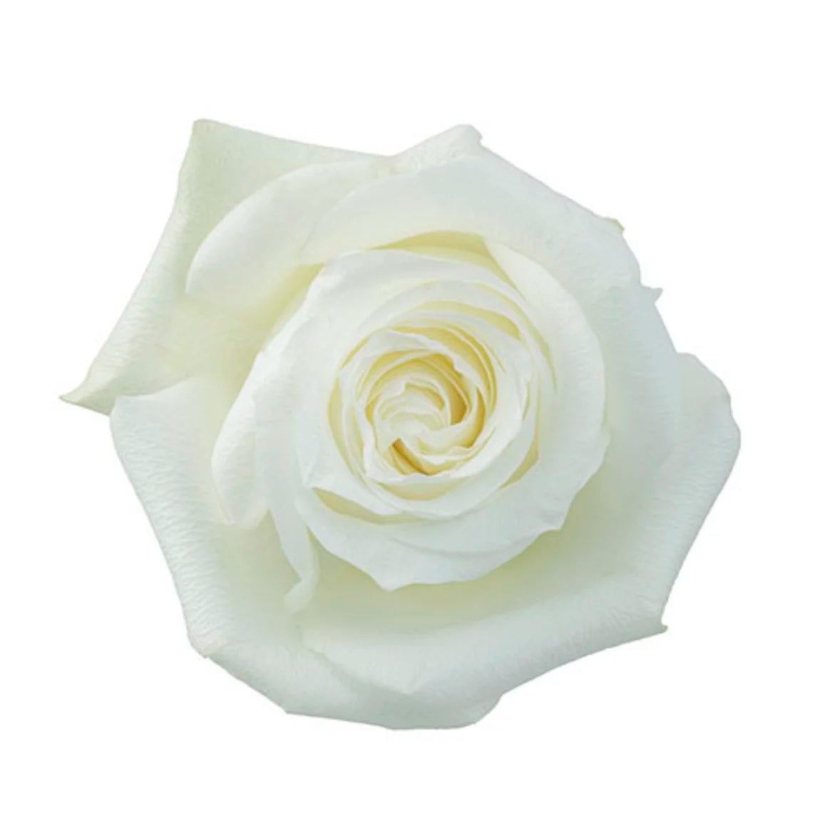 White Roses (25 stems)