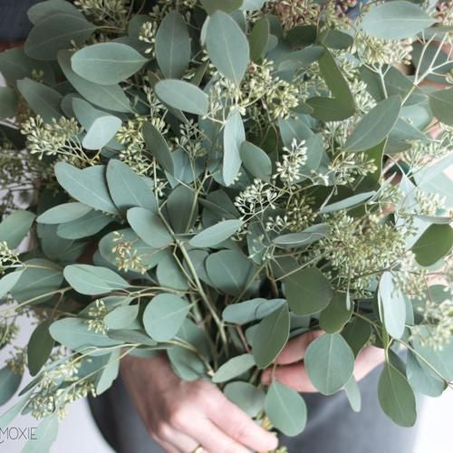 Eucalyptus bunch