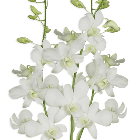 Dendrobium Orchid Bunch