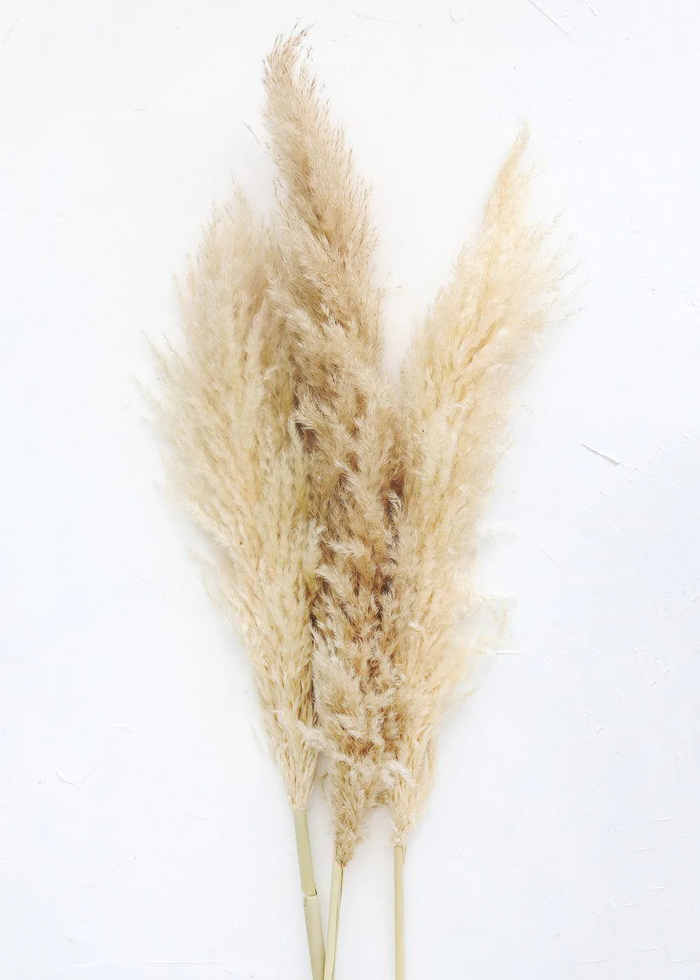 Gold Pampas Grass Stem