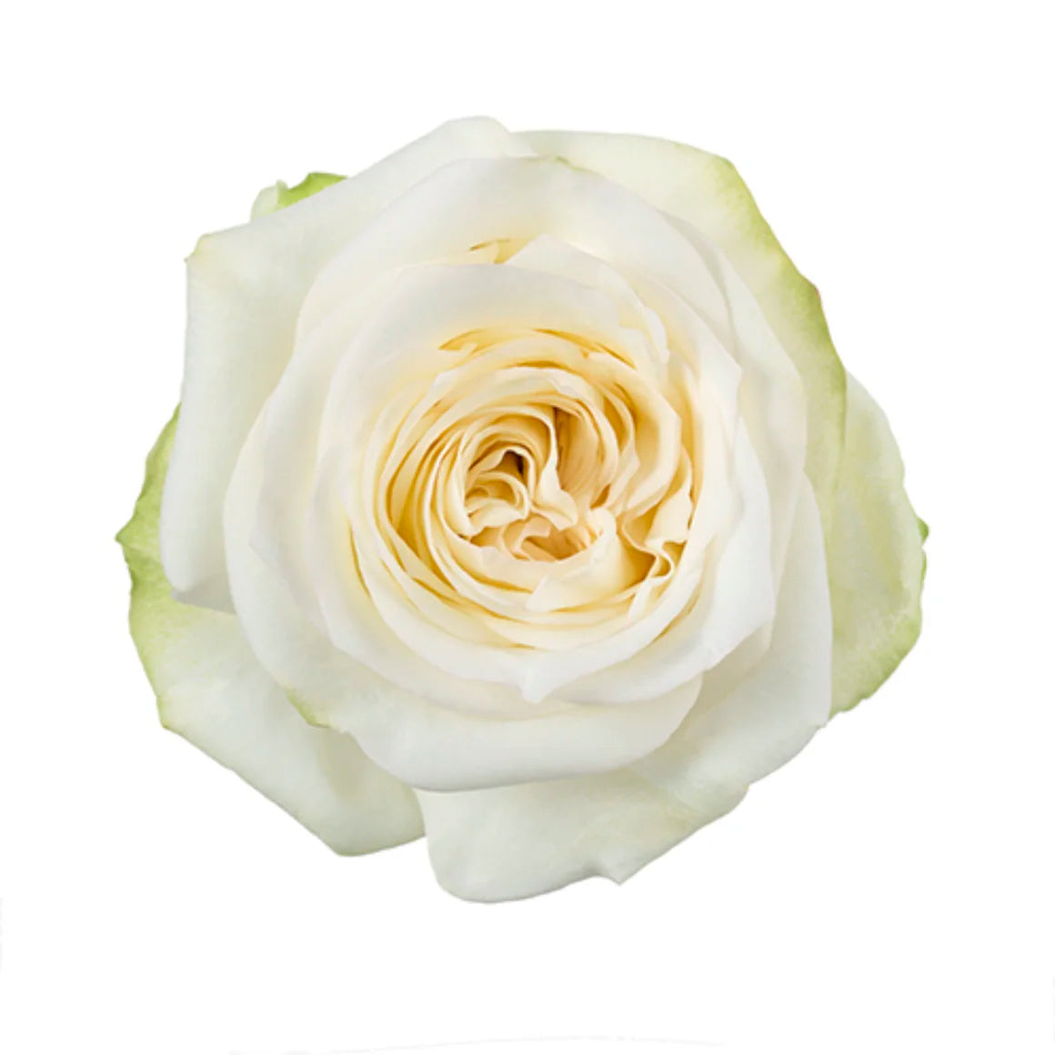 White Roses (25 stems)