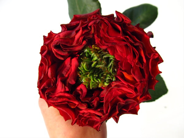 Red Roses (25 Stems)