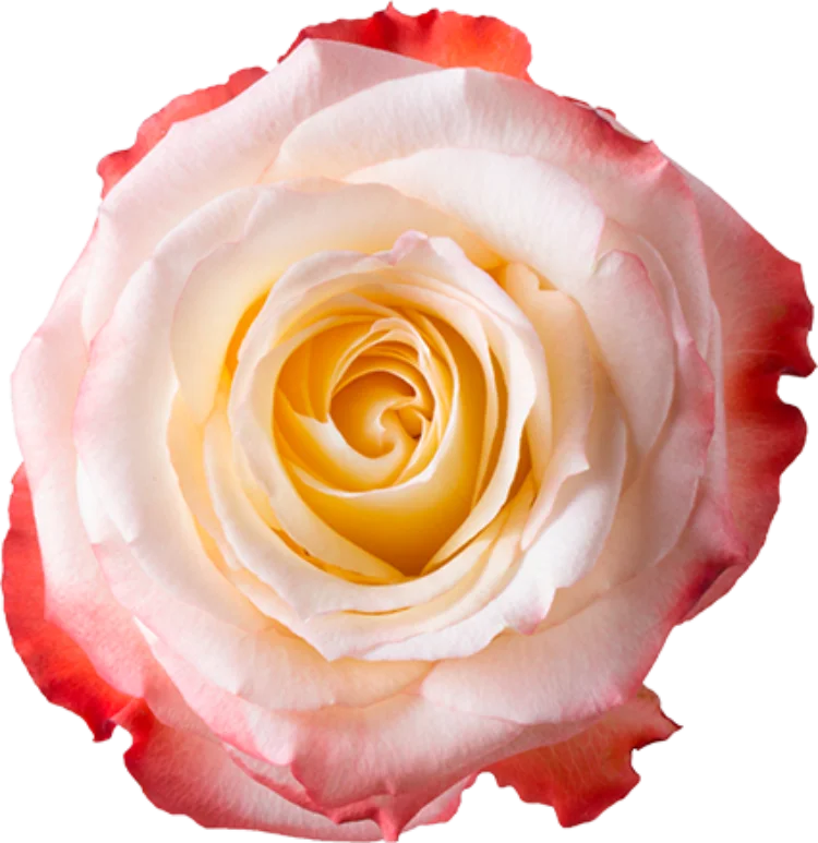 White Roses (25 stems)