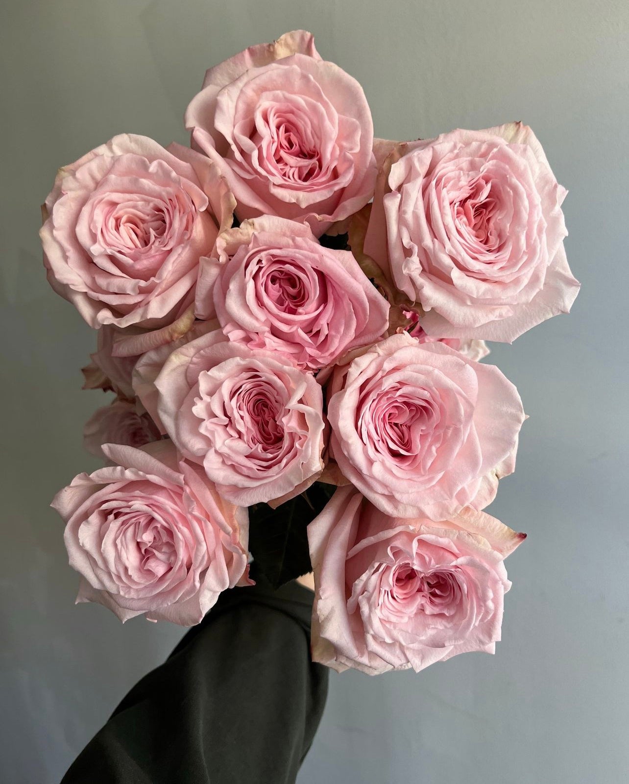 Pink Garden Roses