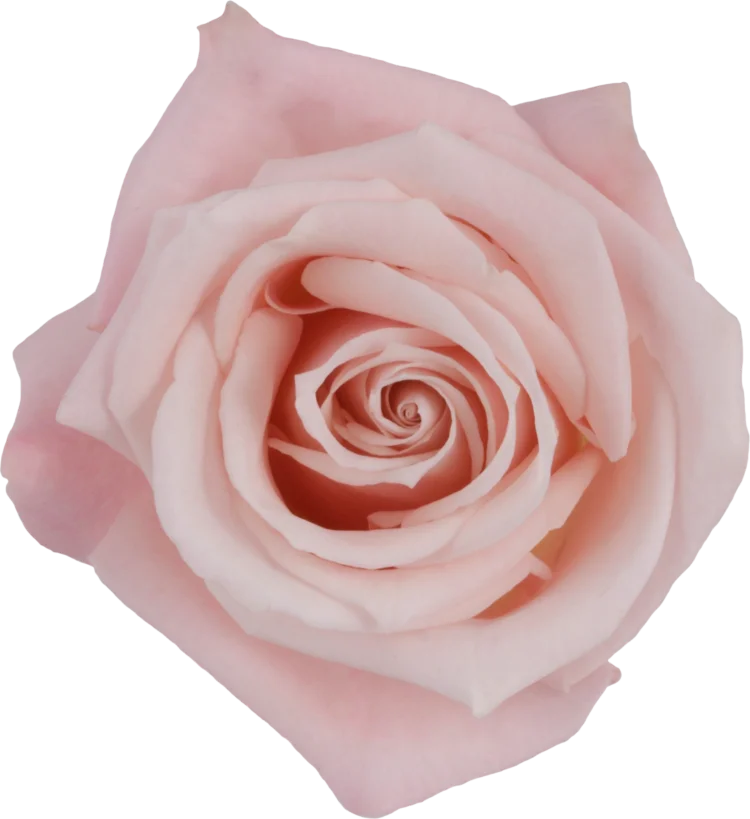 light pink roses images
