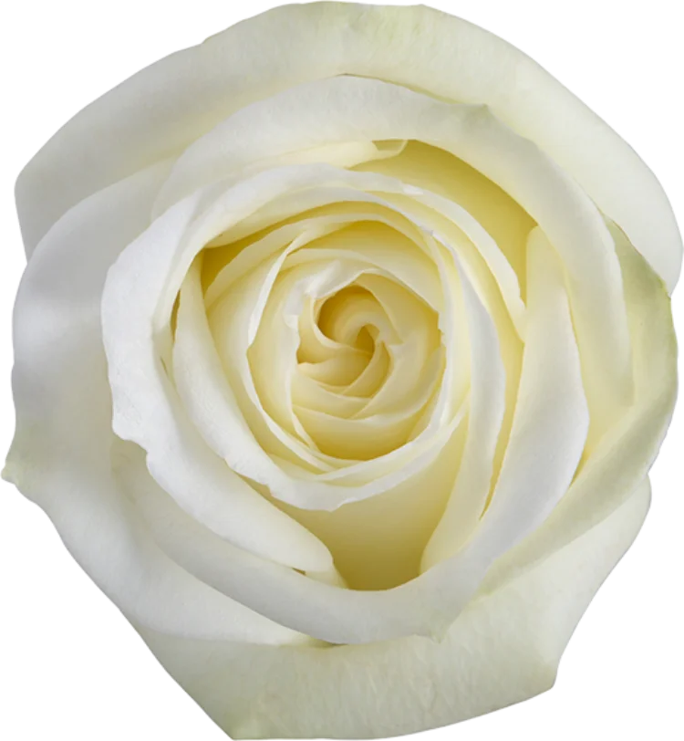 White Roses (25 stems)