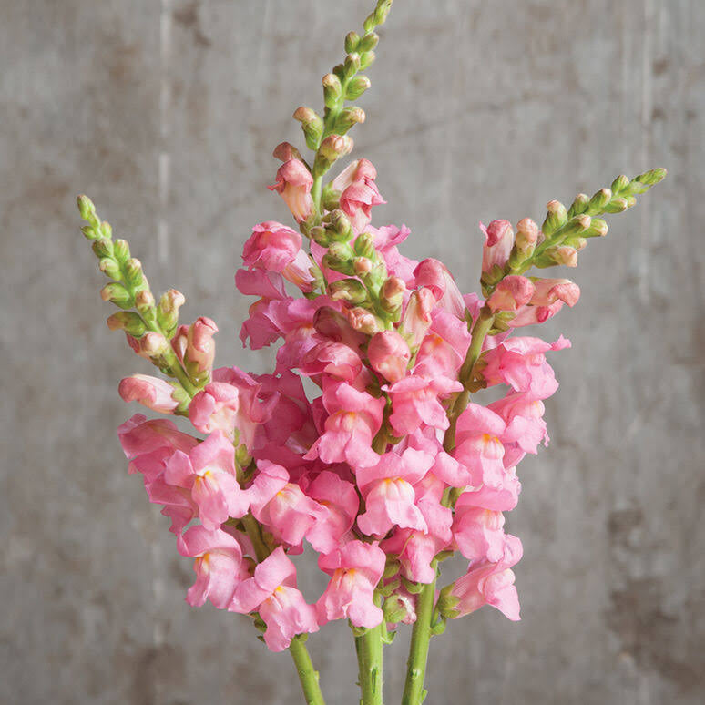 Snapdragon (10 Stems)