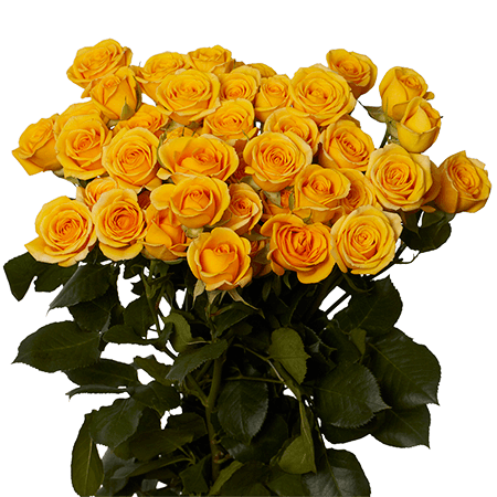Spray Roses (10 stems)