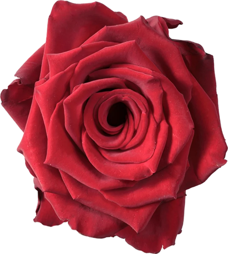 Red Roses (25 Stems)