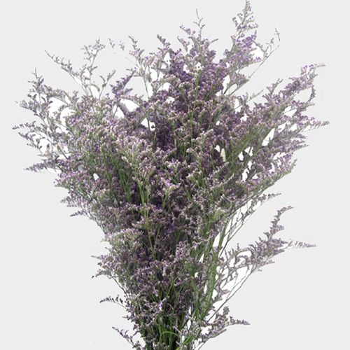 Misty Blue Bunch