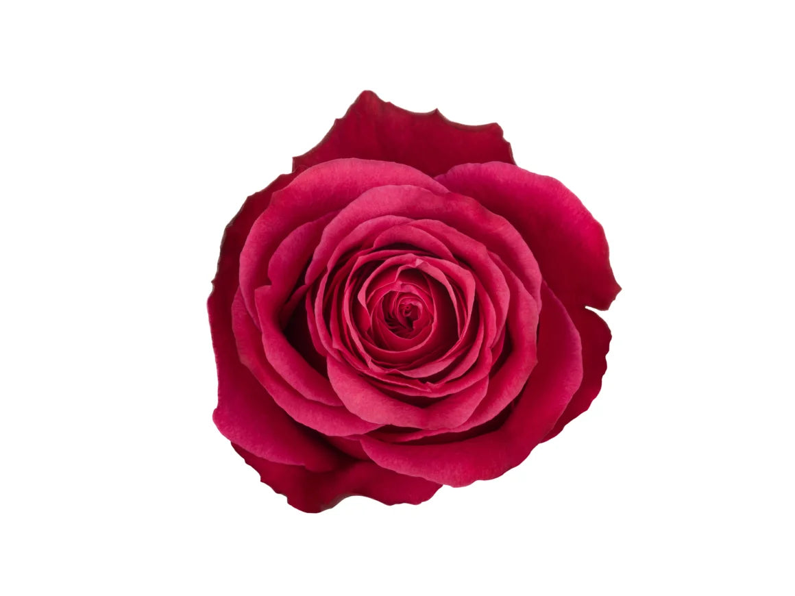 Hot Pink Roses (25 stems)